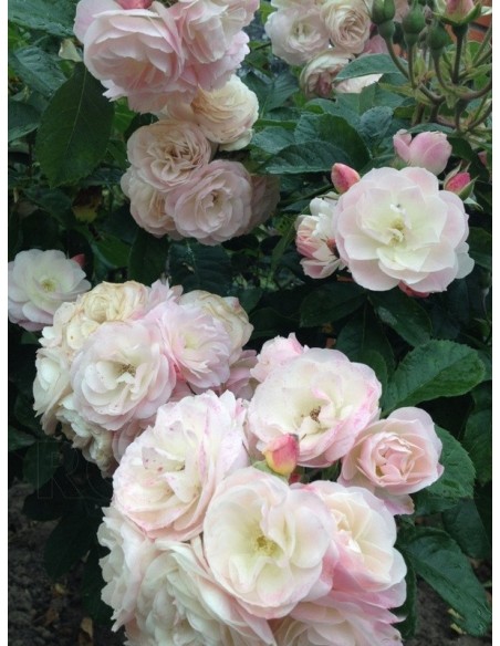 róże krzaczaste Bouquet Parfait