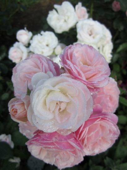 krzaczaste róże Bouquet Parfait