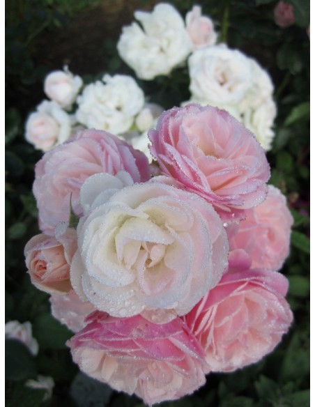 krzaczaste róże Bouquet Parfait