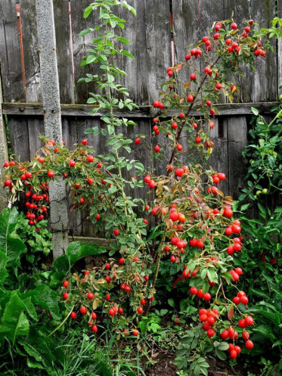 Karpatia róże jadalne