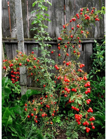 Karpatia róże jadalne