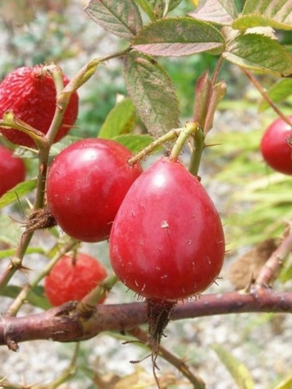 Karpatia jadalne róże