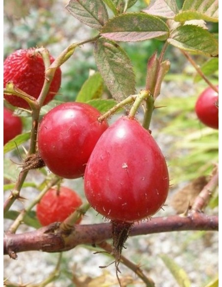 Karpatia jadalne róże