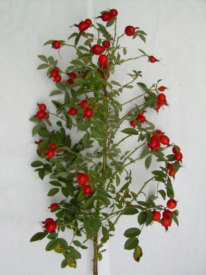 róże jadalne Karpatia 