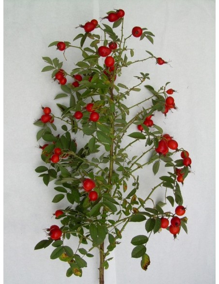 róże jadalne Karpatia 