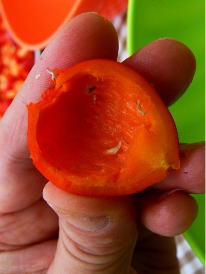  jadalne róże Karpatia