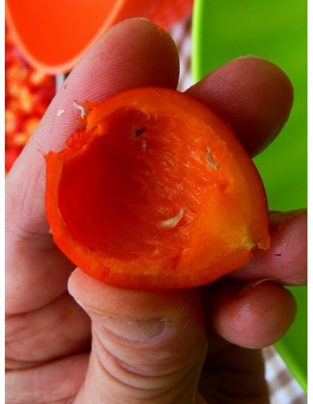  jadalne róże Karpatia