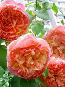 Papi Delbard róże pnące