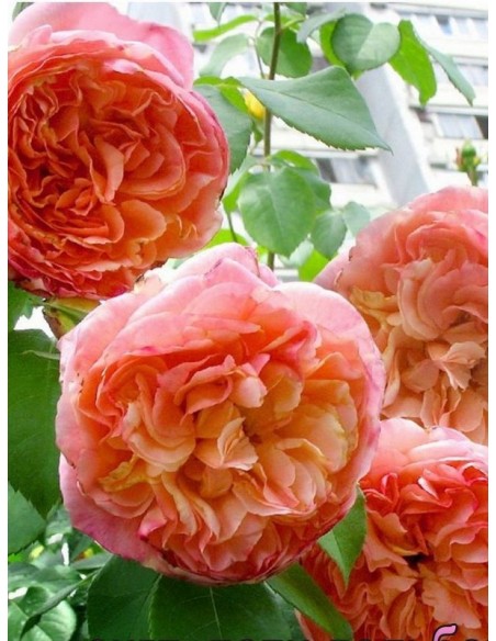 Papi Delbard róże pnące