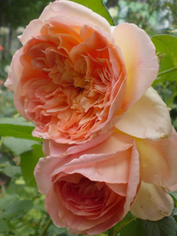 Papi Delbard róże pnące 2