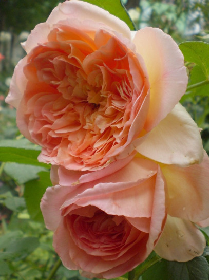 Papi Delbard pnące róże