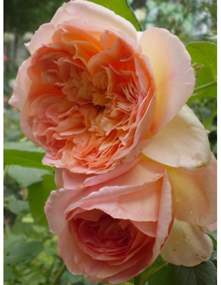 Papi Delbard pnące róże