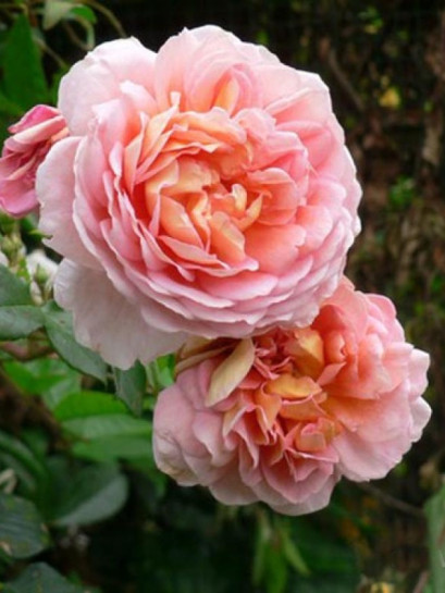 róże pnące Papi Delbard