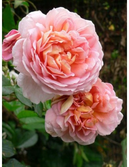 róże pnące Papi Delbard