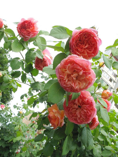 pnące róże Papi Delbard