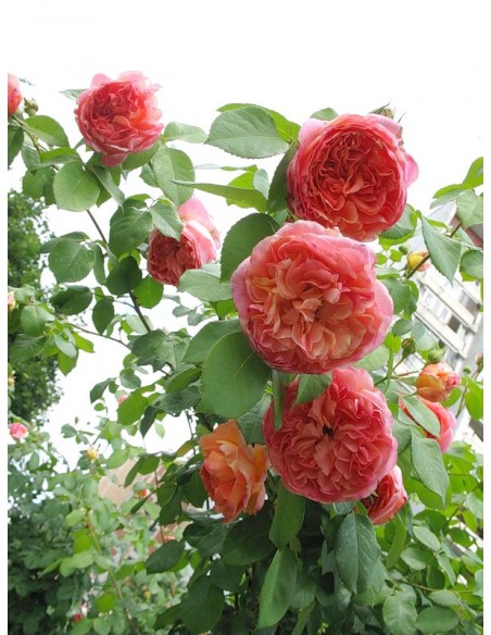 pnące róże Papi Delbard