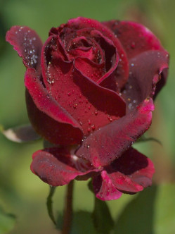 Velvet Fragrance róże wielkokwiatowe