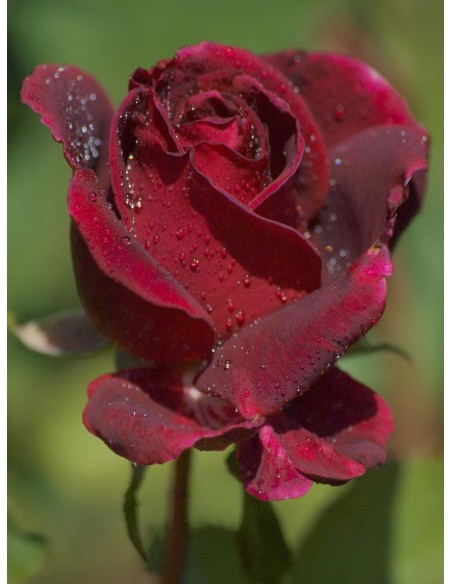 Velvet Fragrance róże wielkokwiatowe