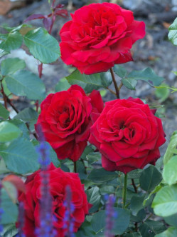 Velvet Fragrance róże wielkokwiatowe 2