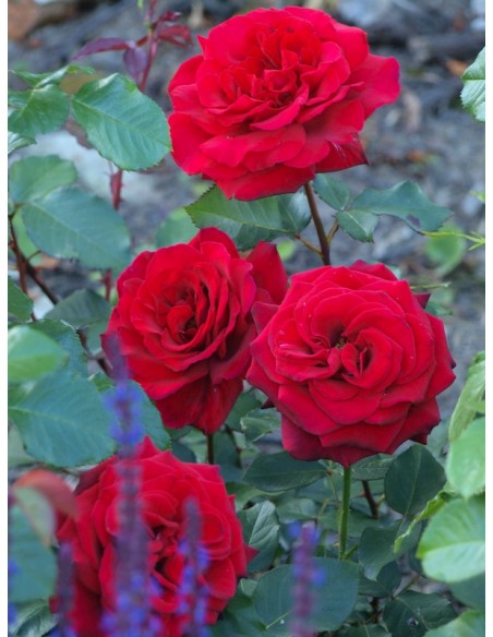 Velvet Fragrance wielkokwiatowe róże 