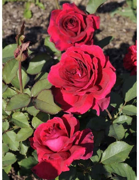 róże wielkokwiatowe Velvet Fragrance