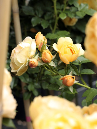 łososiowa róża na pniu