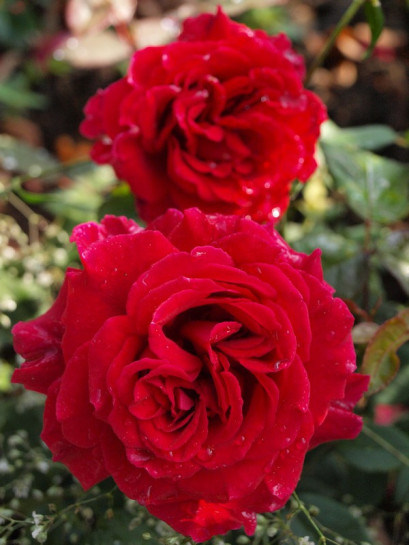 wielkokwiatowe róże Velvet Fragrance