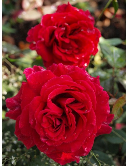 wielkokwiatowe róże Velvet Fragrance