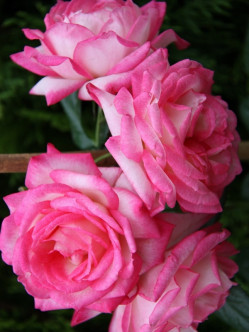 Handel róże pnące