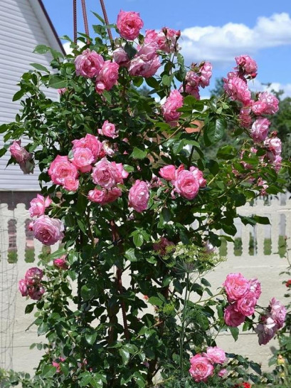 róże pnące Handel