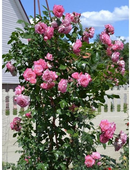 róże pnące Handel