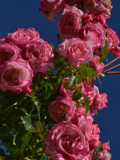 Handel wielobarwne róże pnące