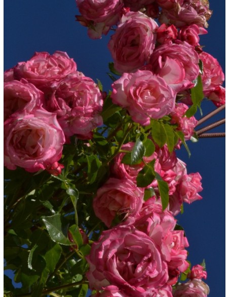 Handel wielobarwne róże pnące