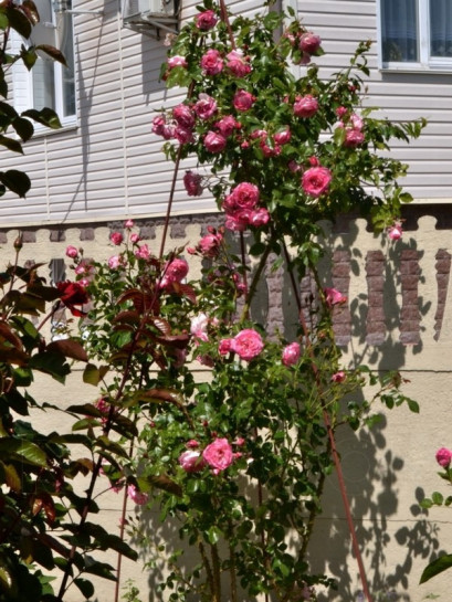 wielobarwne róże pnące Handel