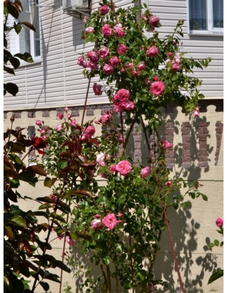 wielobarwne róże pnące Handel