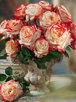 Imperatrice Farah róże wielkokwiatowe