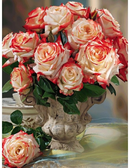 Imperatrice Farah róże wielkokwiatowe