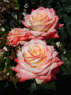 Imperatrice Farah róże wielkokwiatowe 2