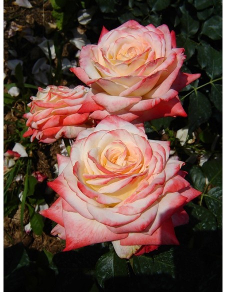 wielkokwiatowe róże Imperatrice Farah