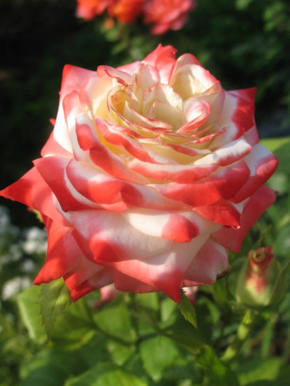 Imperatrice Farah wielkokwiatowe róże