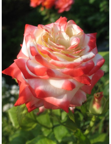 Imperatrice Farah wielkokwiatowe róże