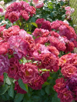 Cinco de Mayo róże rabatowe