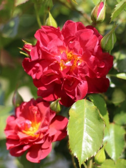 Cinco de Mayo róże rabatowe 2