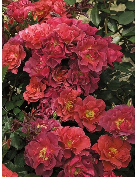 rabatowe róże Cinco de Mayo