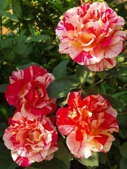 Maurice Utrillo róże wielkokwiatowe