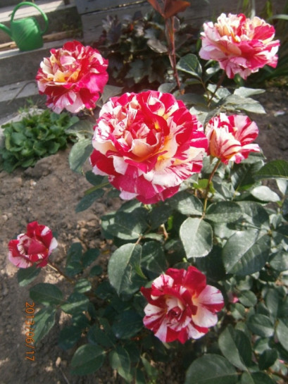 Maurice Utrillo wielkokwiatowe róże