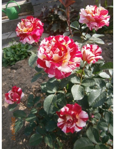 Maurice Utrillo wielkokwiatowe róże