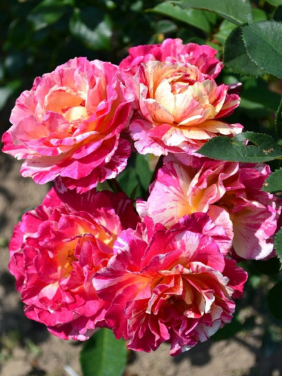 wielkokwiatowe róże Maurice Utrillo