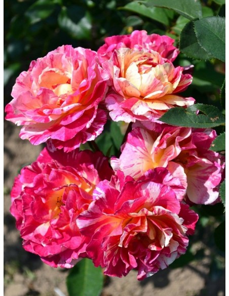 wielkokwiatowe róże Maurice Utrillo