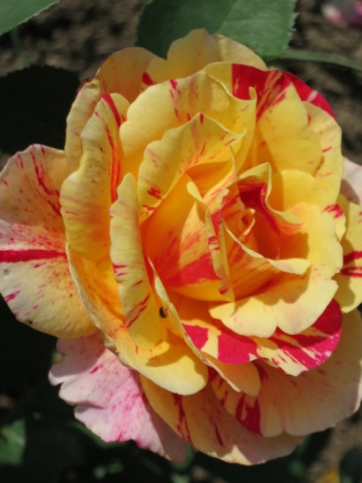 róże wielkokwiatowe Maurice Utrillo